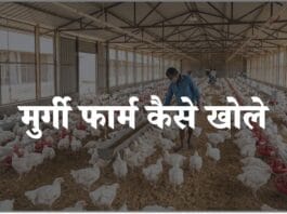 murgi farm kaise khole