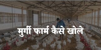 murgi farm kaise khole
