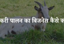 बकरी पालन का बिजनेस कैसे करें? जानिए पूरी प्रक्रिया goat farming kaise start kare