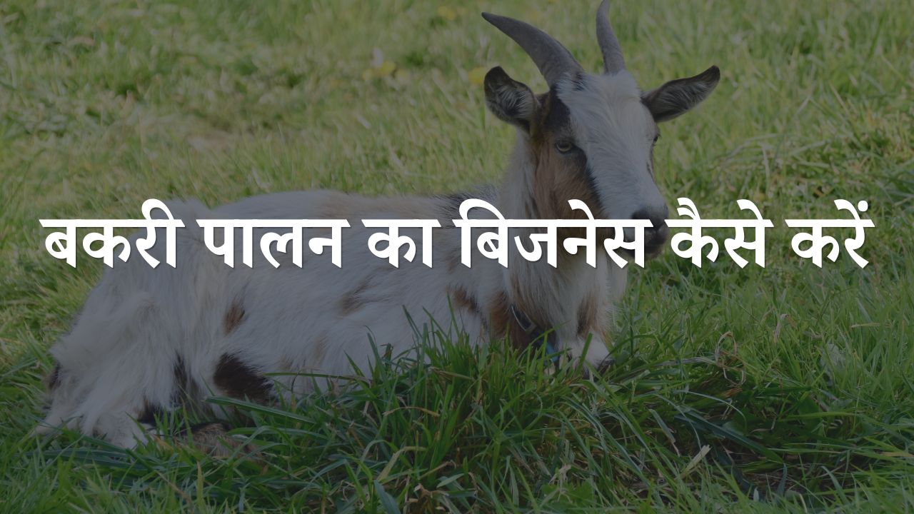 goat farming kaise start kare
